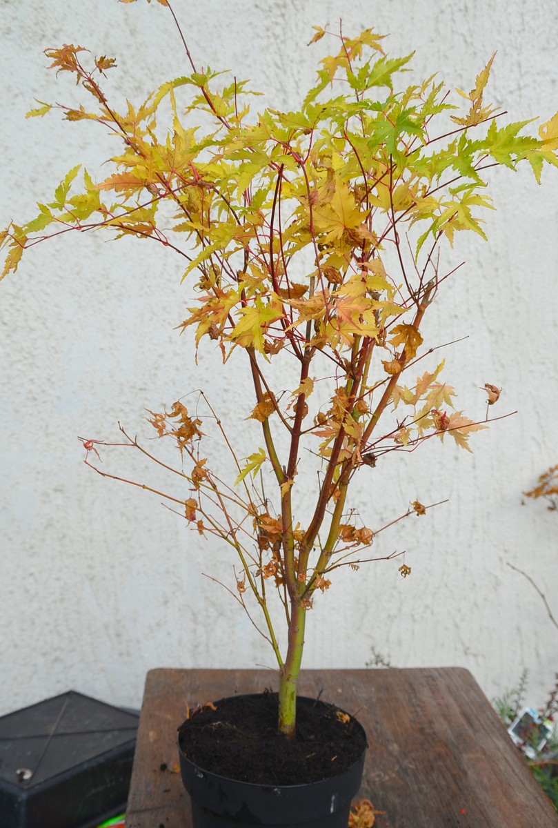 Acer palmatum Sango kaku 1.jpg