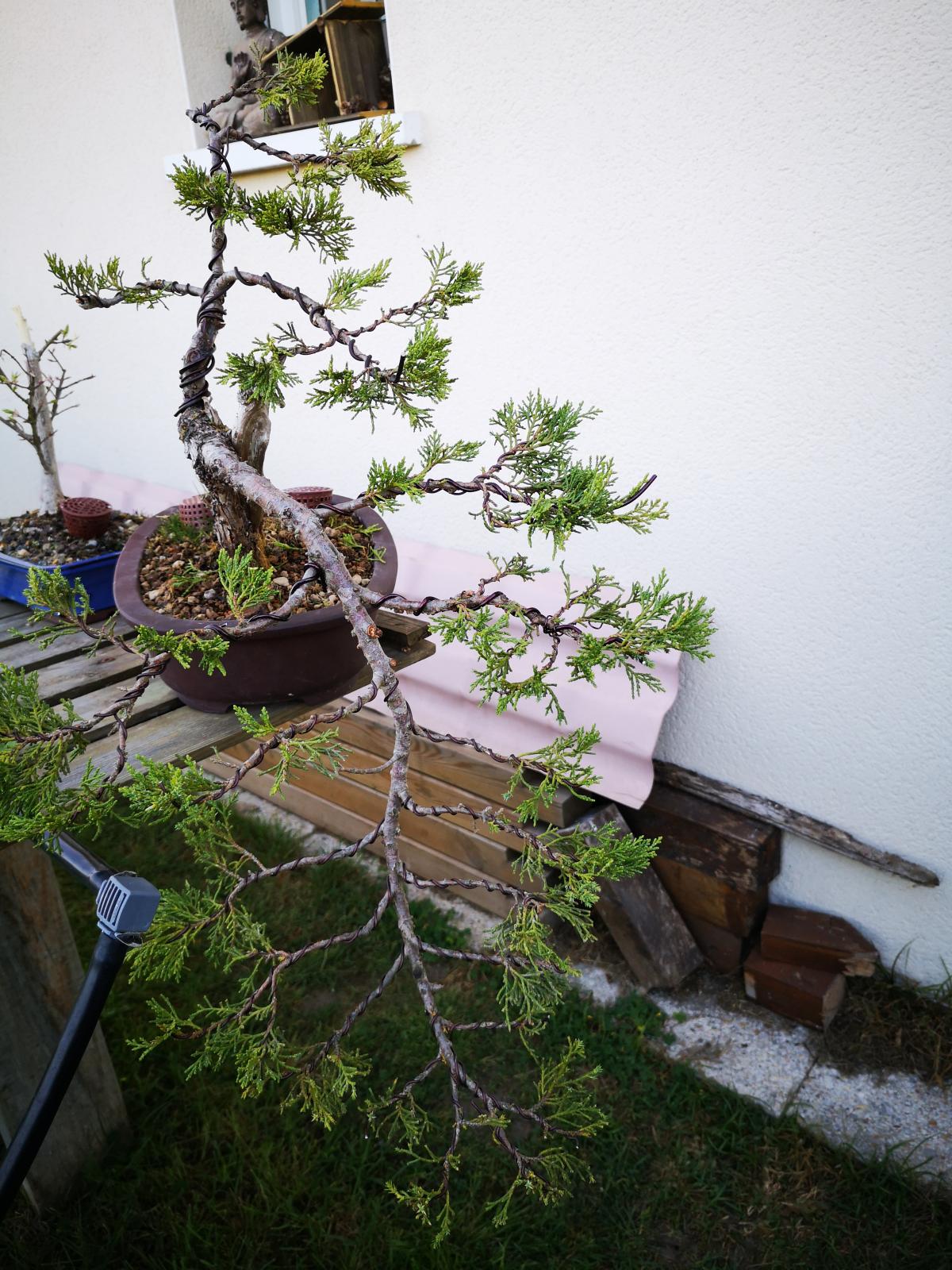 bonsai 30 mars 017.jpg