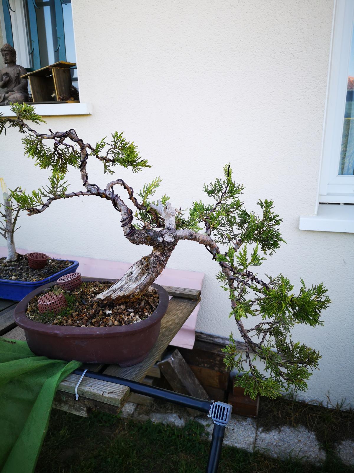 bonsai 30 mars 006.jpg
