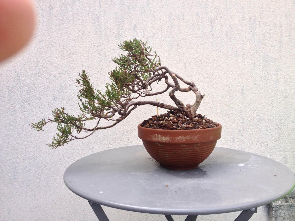 Calluna vulgaris - Mes premiers bonsai - Prsentation et premiers pro -  ParlonsBonsai