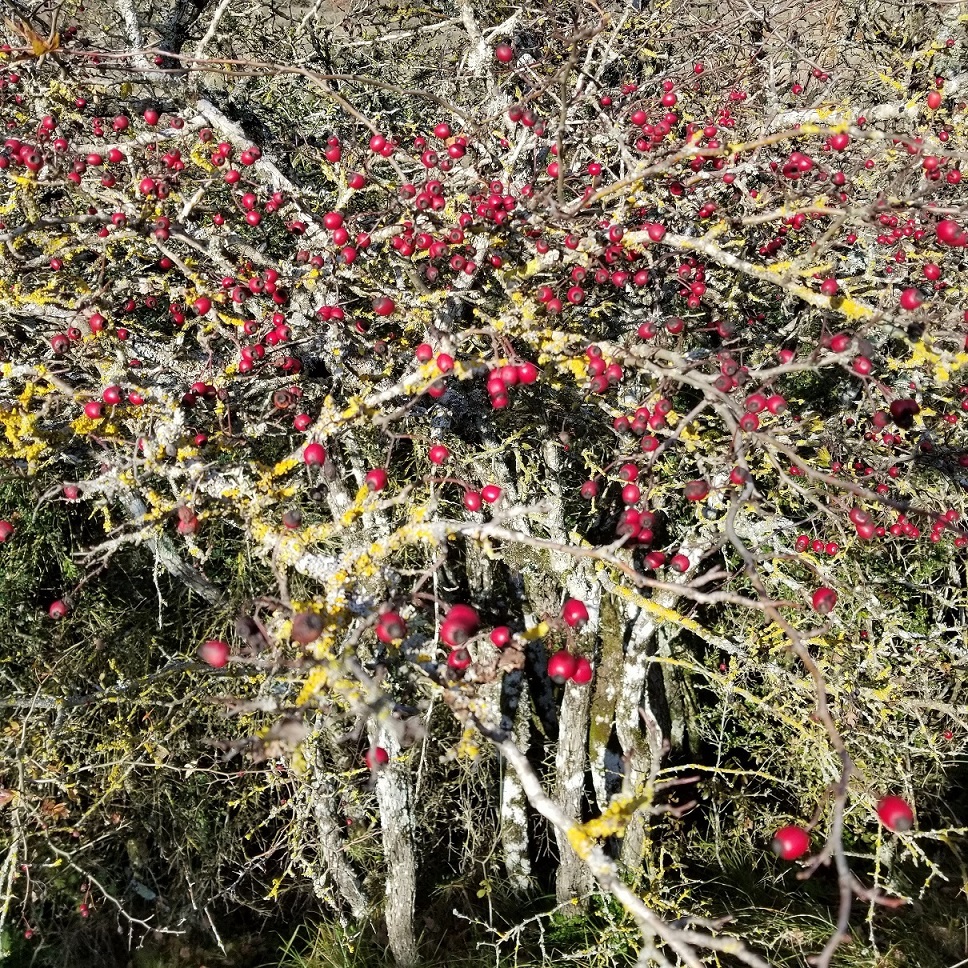 automne Larzac 2020 2.jpg