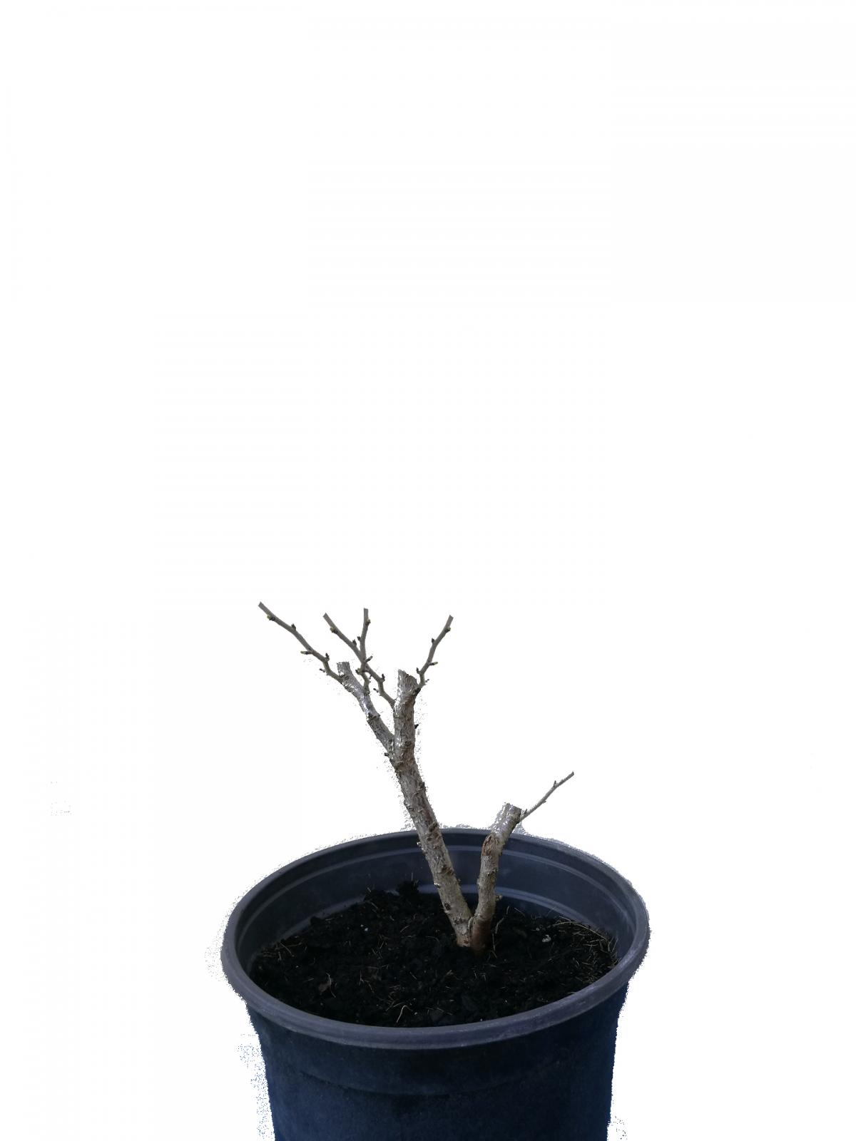 Prunus Incisa Kojo No Mai_coupes_basse.jpg