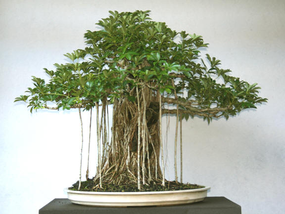 Alonzo 1 72dpi 8x6.jpg