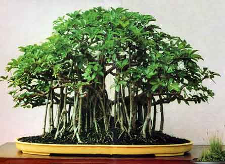 schefflera style banyan fukumoto.jpg