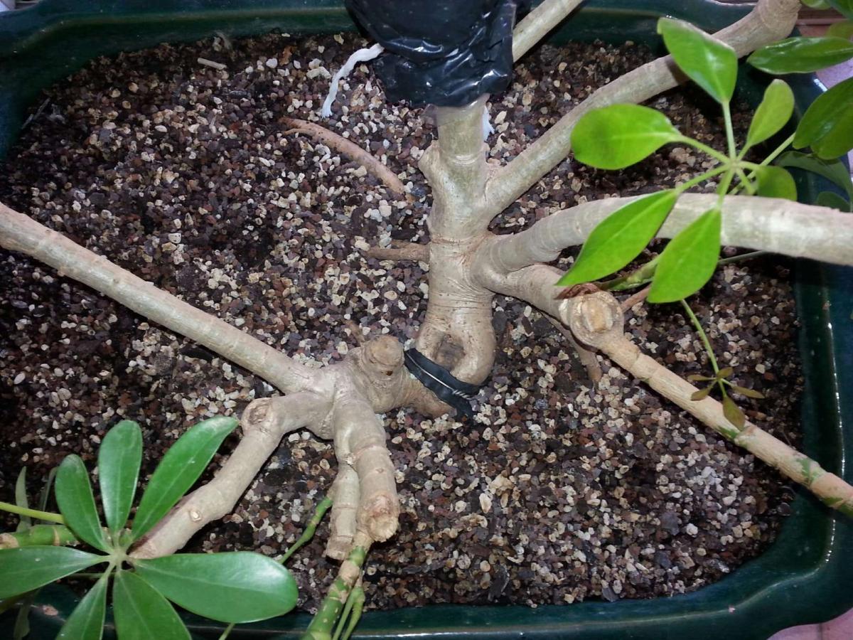 SCHEFFLERA VU DE DESSUS.jpg