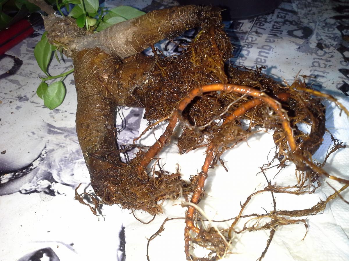 20160609_171840.jpg