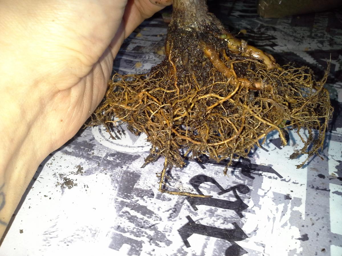 20160609_162042.jpg