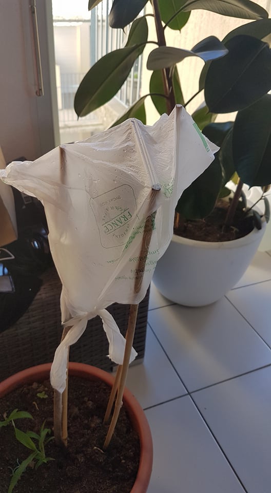 plastique1.jpg