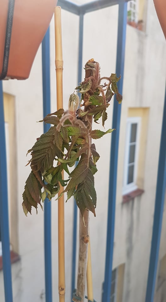 sumac3.jpg