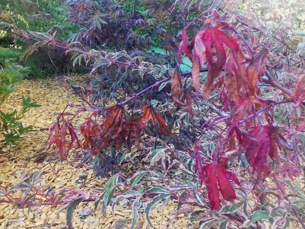 20190831_095514.jpg