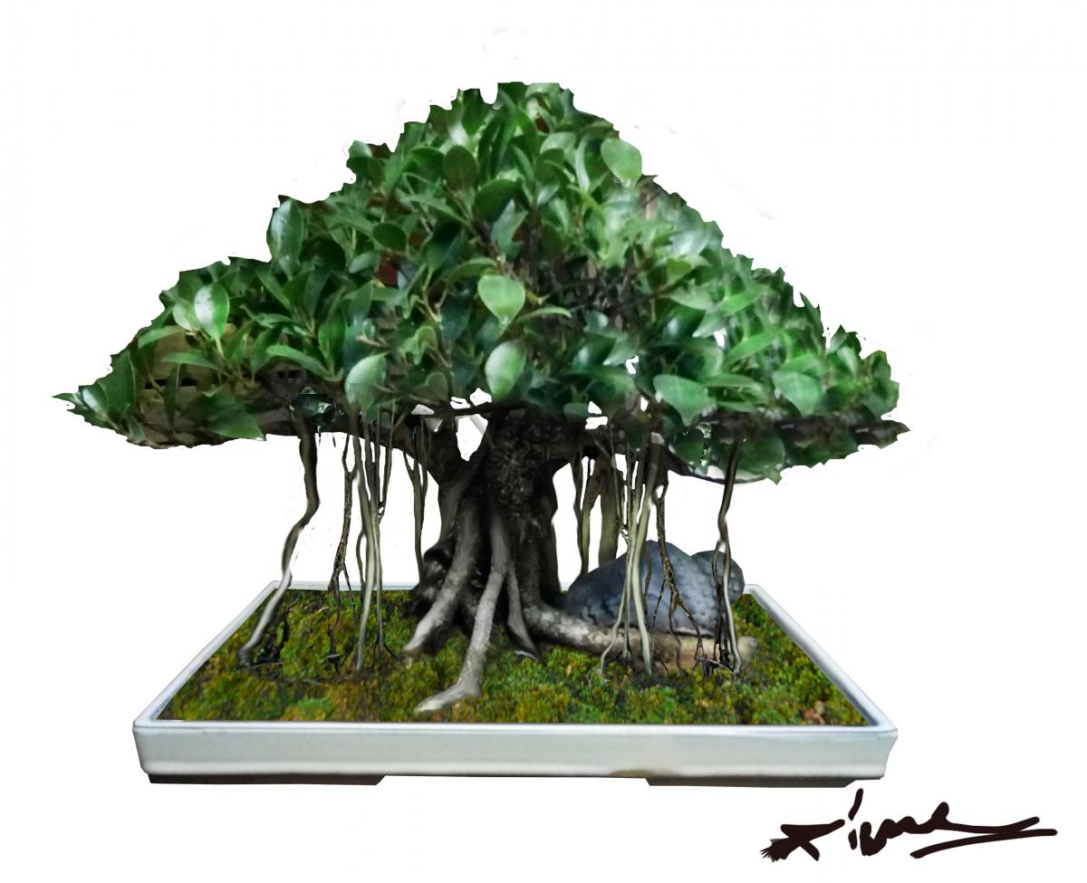 Ficus bonsai.jpg