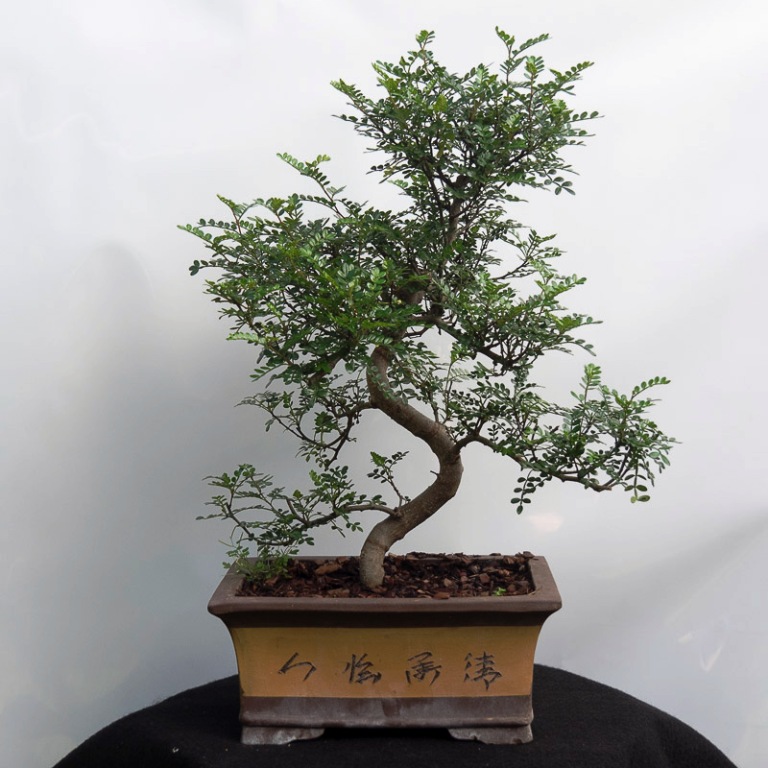 bonsai13.jpg
