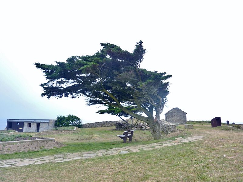 182352-plouhinec-finistere-arbre-battu-par-vent-sur-site-necropole-megalithique-pointe-souc.jpg