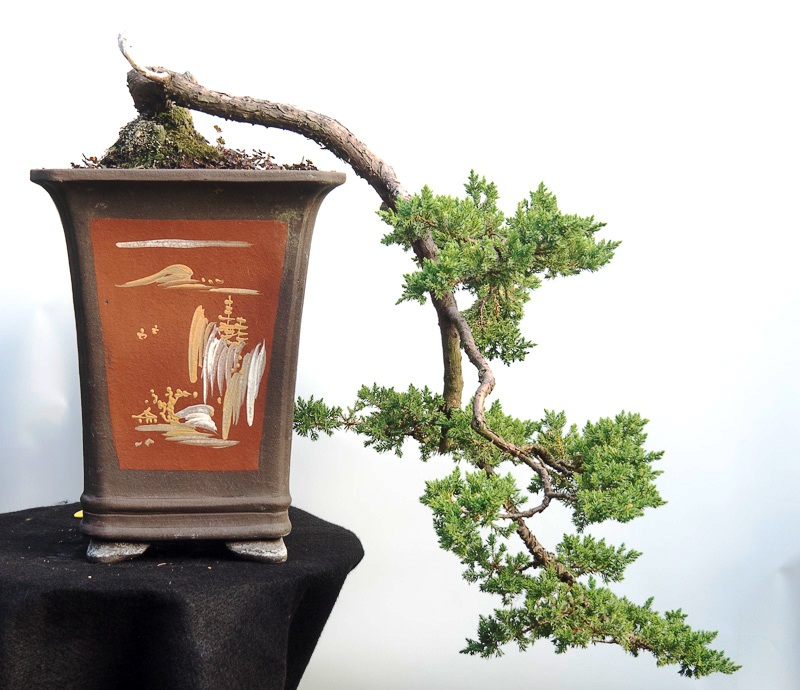 bonsai10.jpg