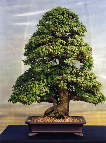Portulacaria-bonsai-JimSmith.jpg