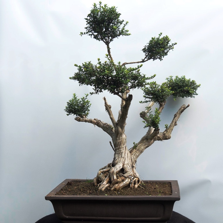 bonsai11.jpg