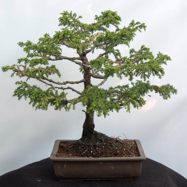 bonsai14.jpg