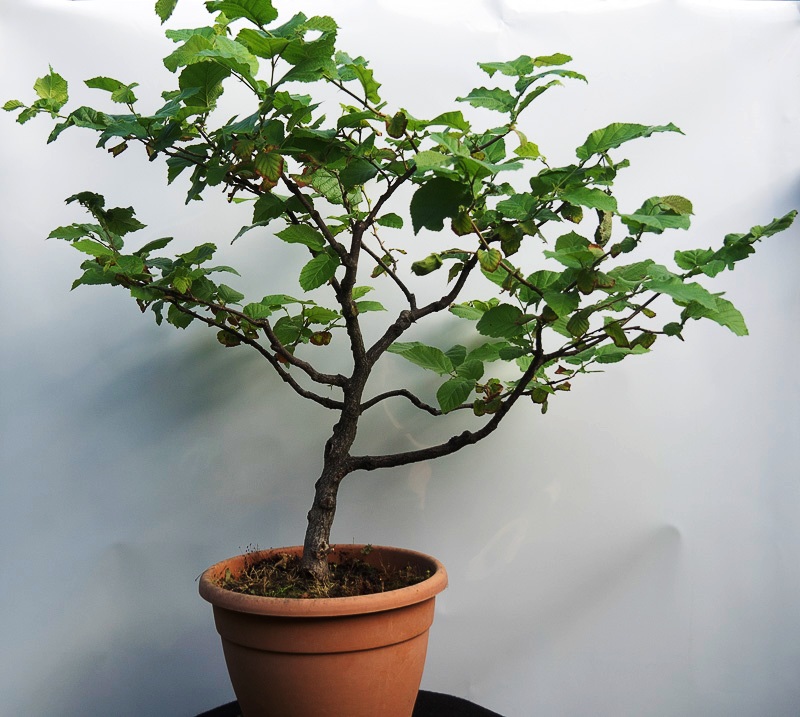 bonsai15.jpg