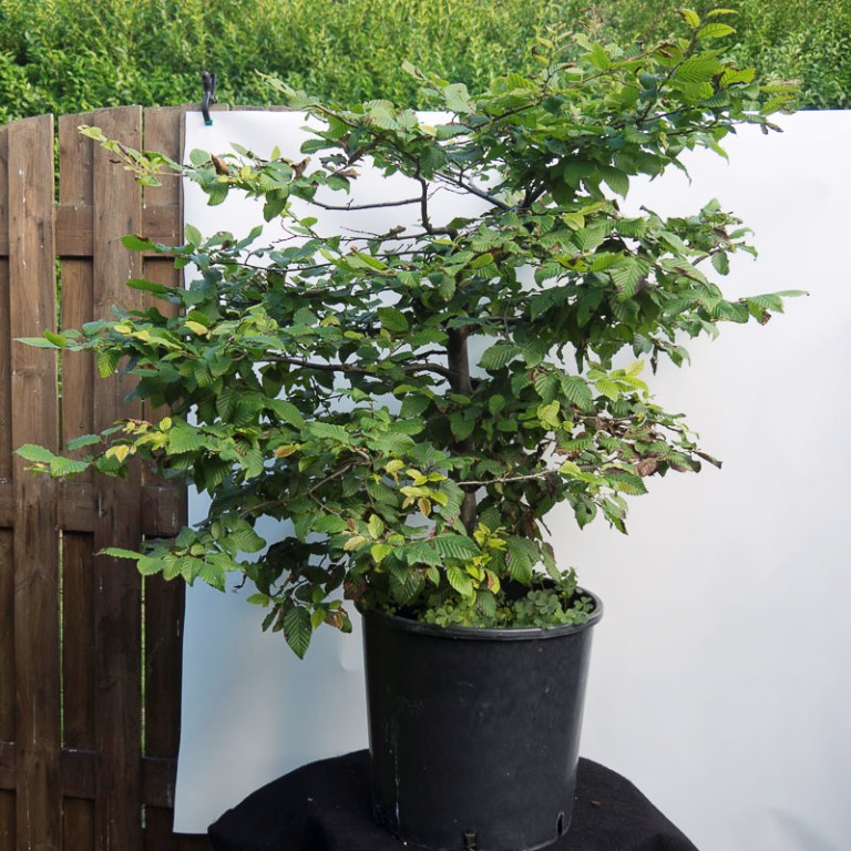 bonsai12.jpg
