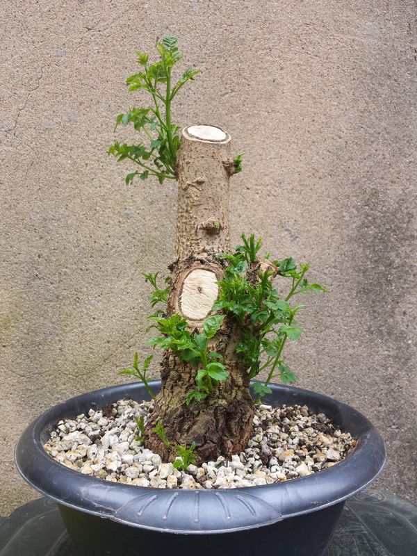 20170424_101835.jpg