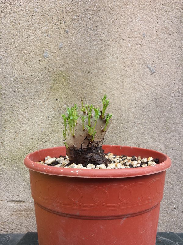 20170424_143301.jpg