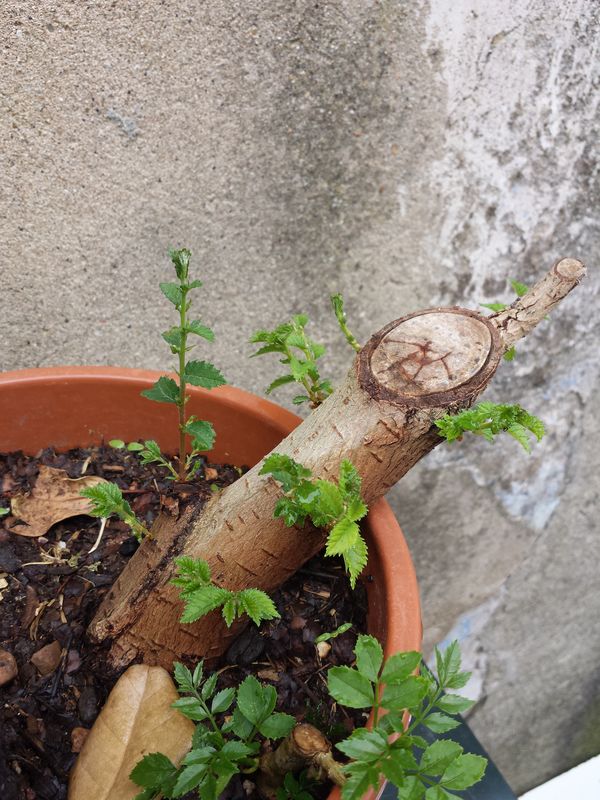 20170424_143632.jpg