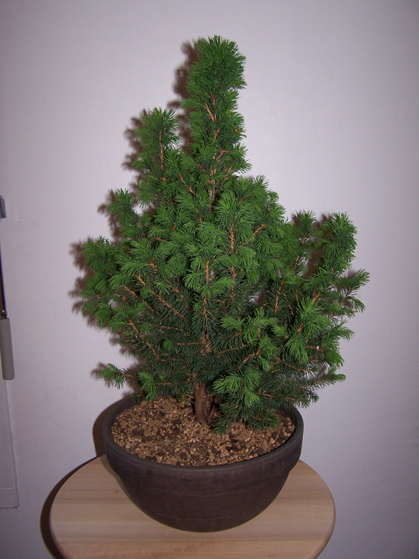 BONSAI_11_Epicea_2017-04-09 (1).jpg