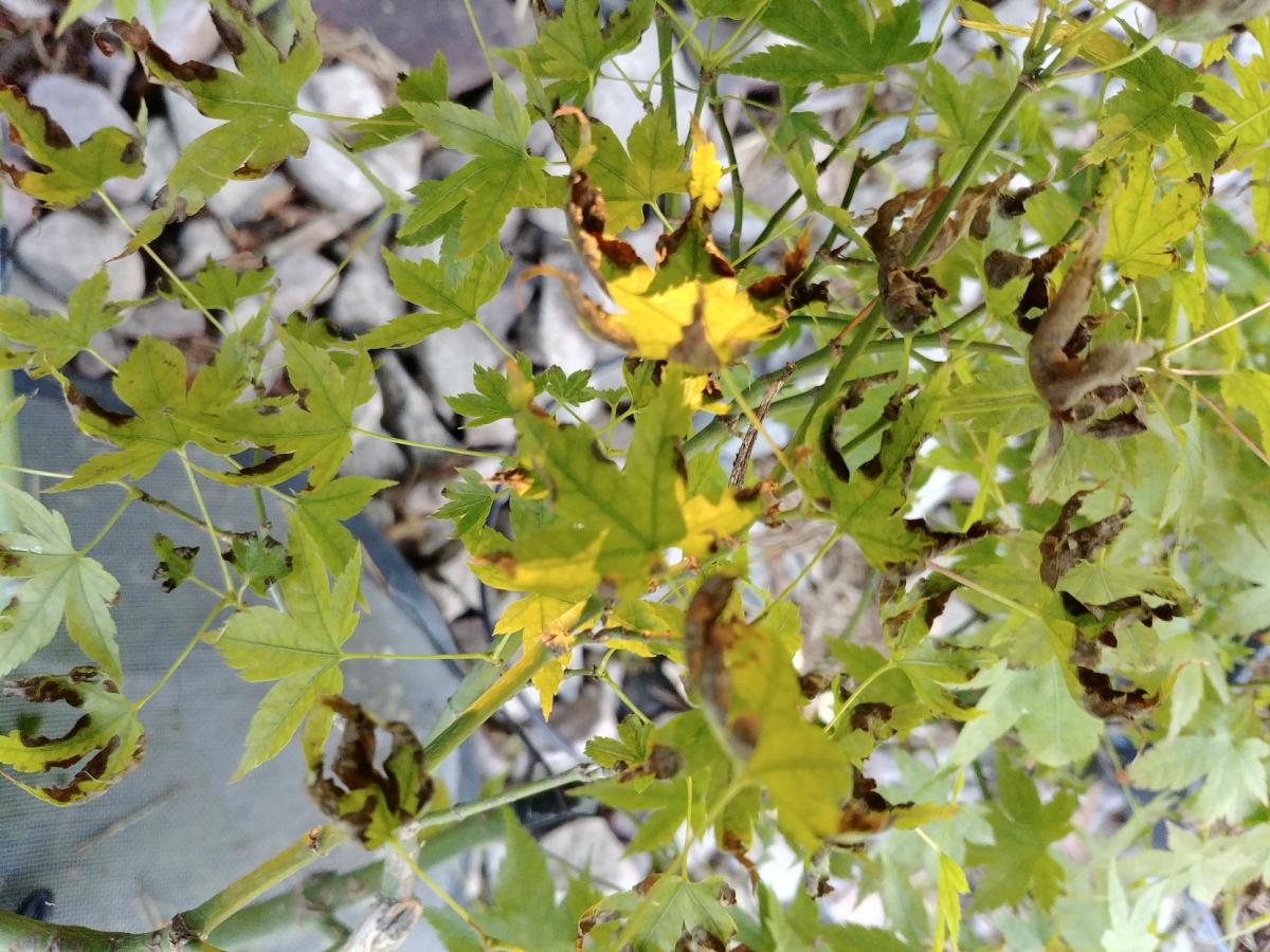 20180707_194556.jpg