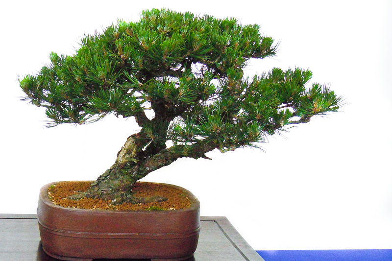 www.bonsai-als-hobby.de-pinus-mugo-2.jpg