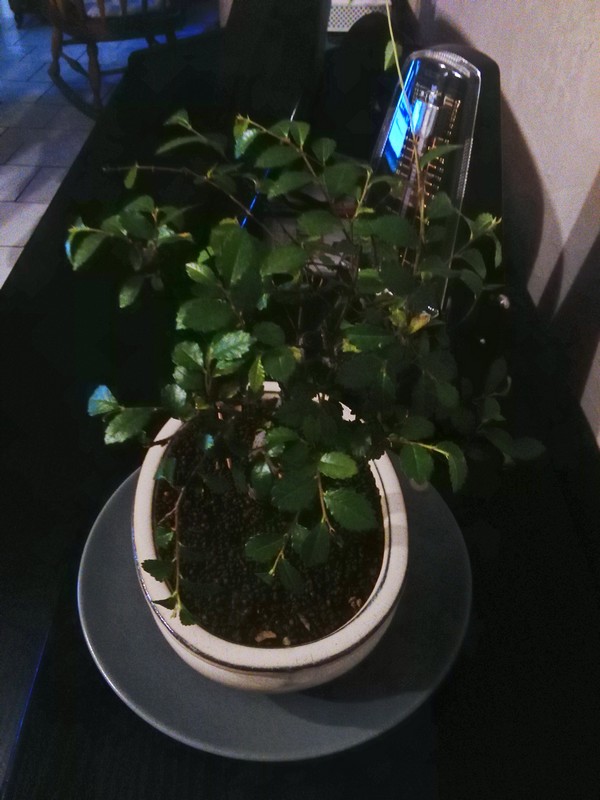 IMG_20170305_185147.jpg