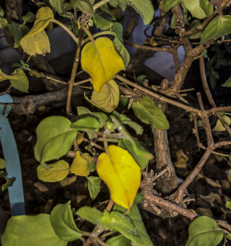 fuschia-1.jpg