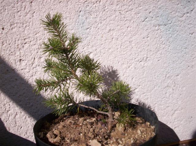 bonsai_le_15_02_2009_033__Small_.jpg