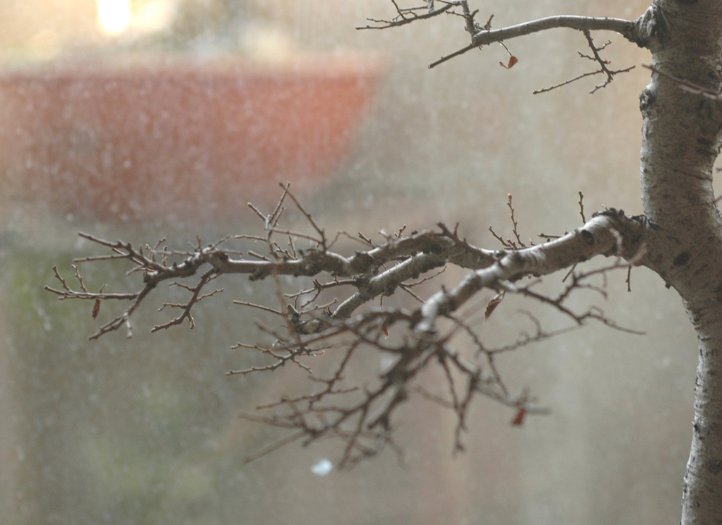 branche ulmus pumila - copie.jpg