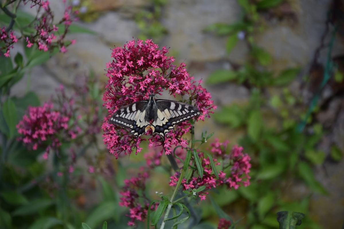 Machaon copie.jpg