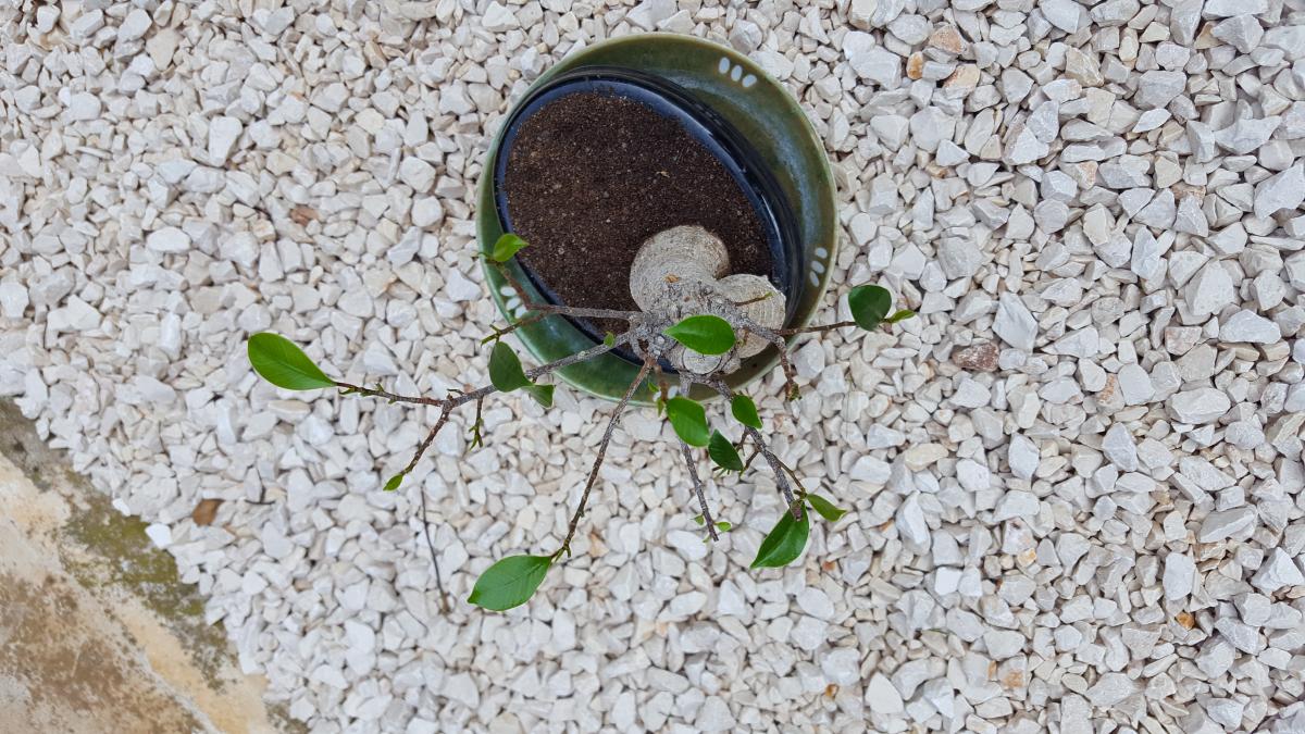 20180525_100218_001.jpg
