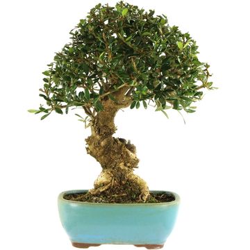 bonsai-wildolive-olea-141011-29424.jpg