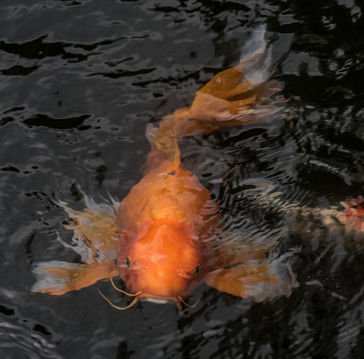 DSC_7174.jpg