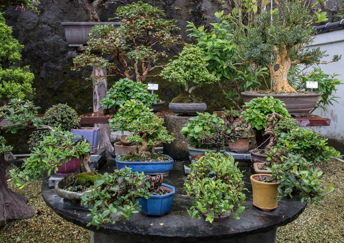 DSC_7211.jpg