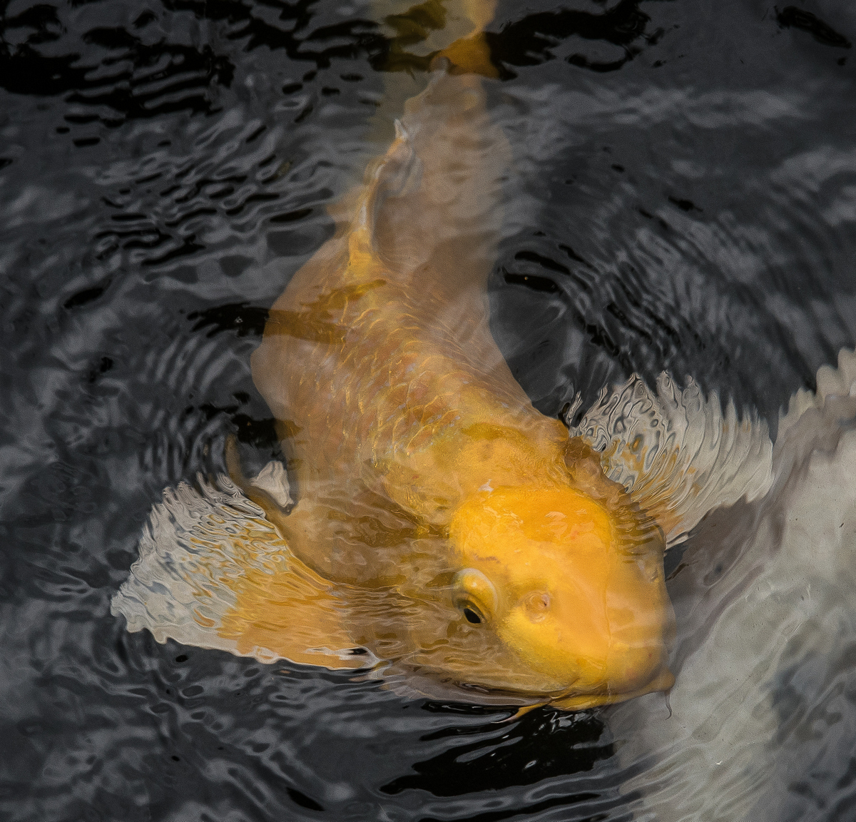 DSC_7171.jpg