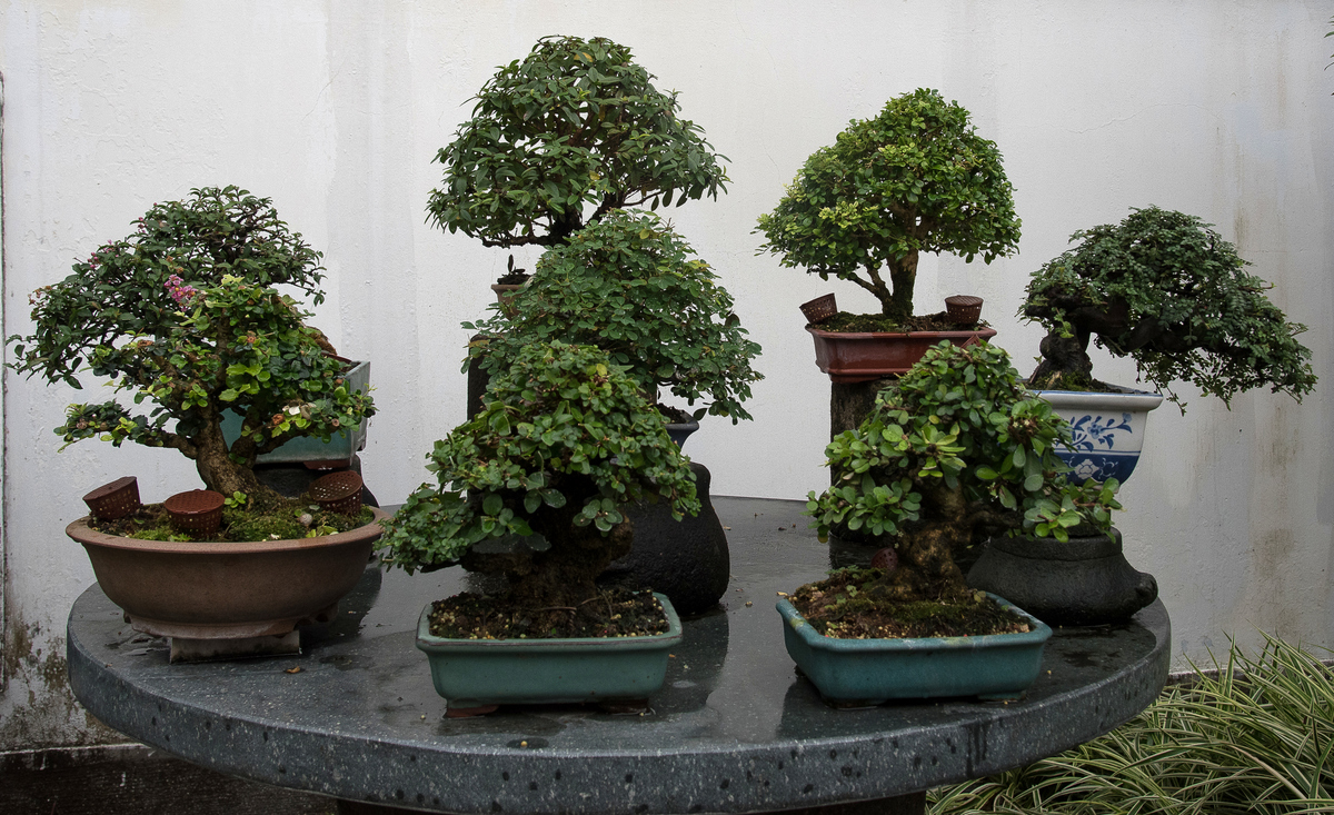 DSC_7205.jpg
