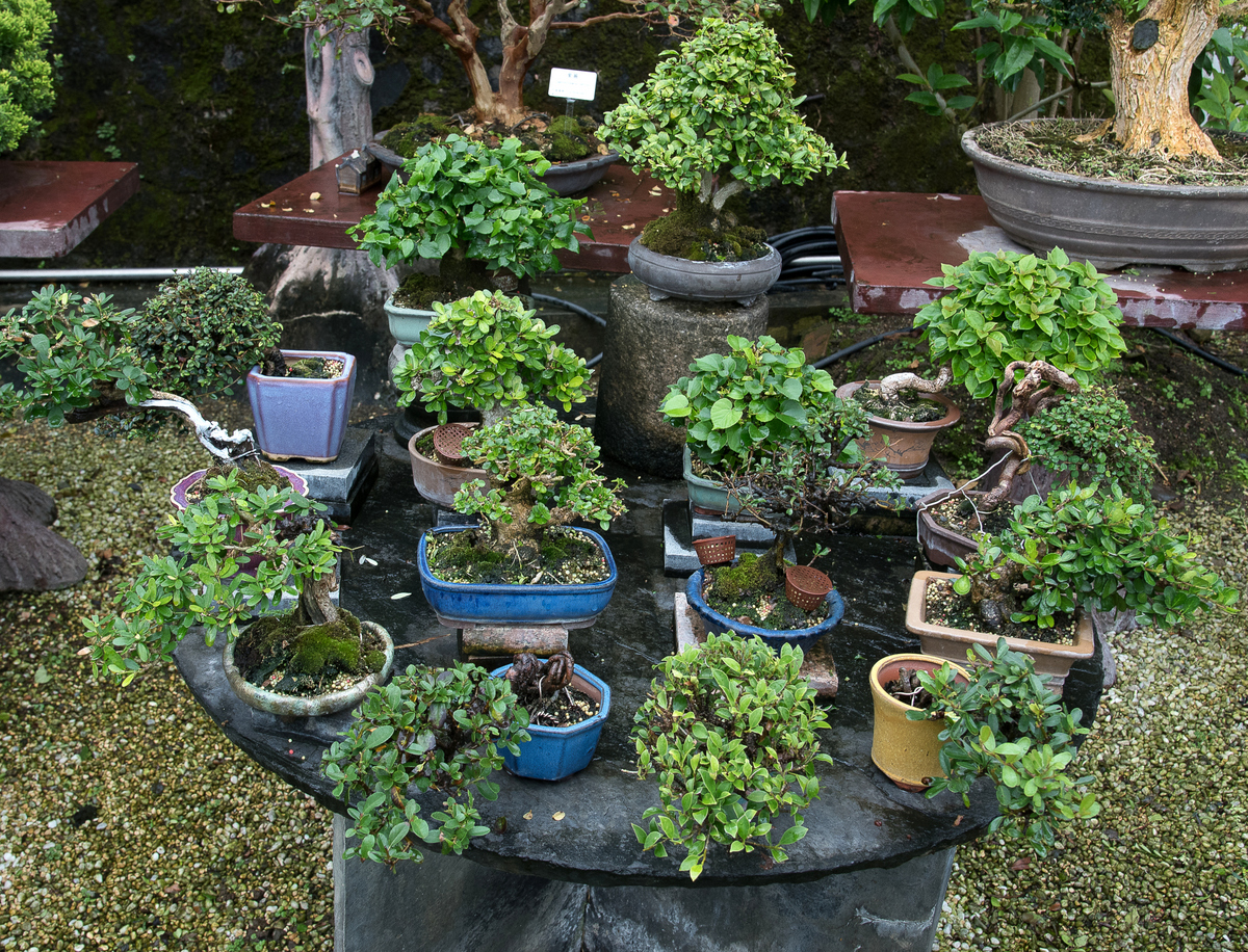 DSC_7195.jpg
