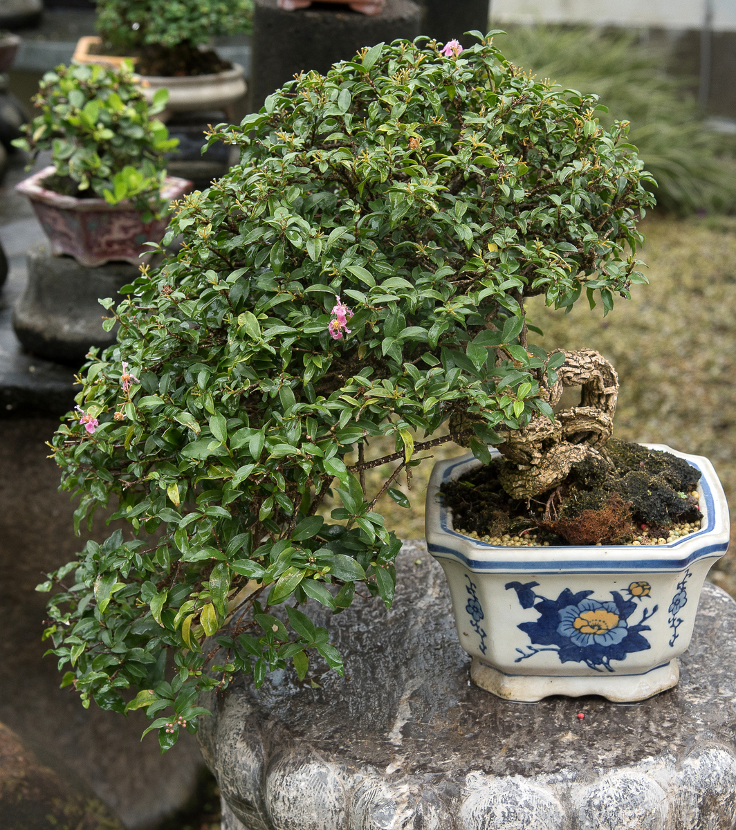 DSC_7193.jpg