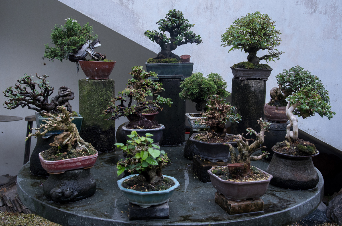 DSC_7207.jpg