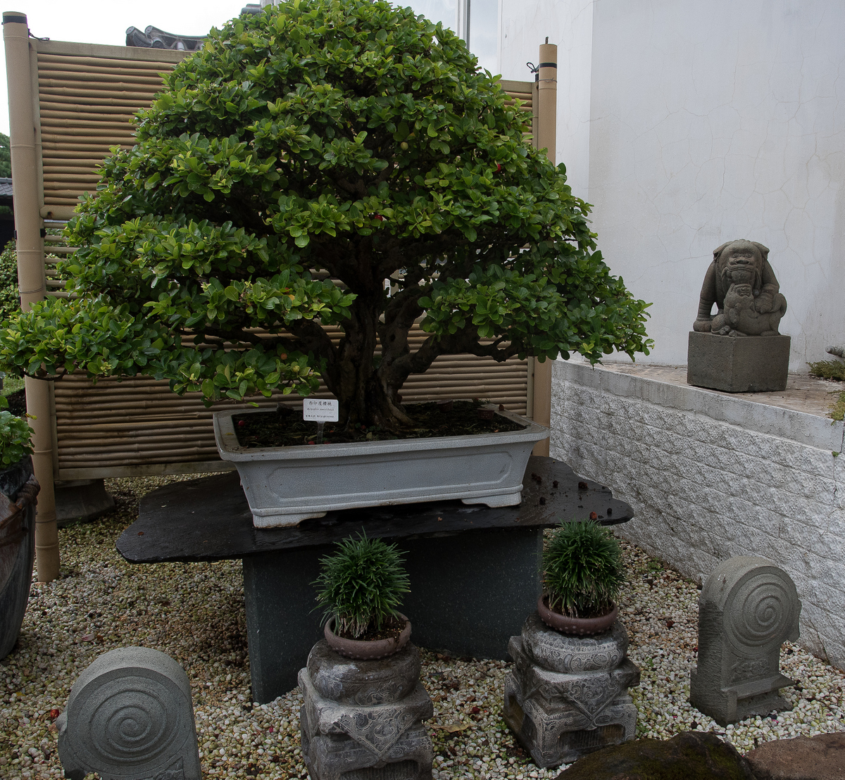 DSC_7186.jpg