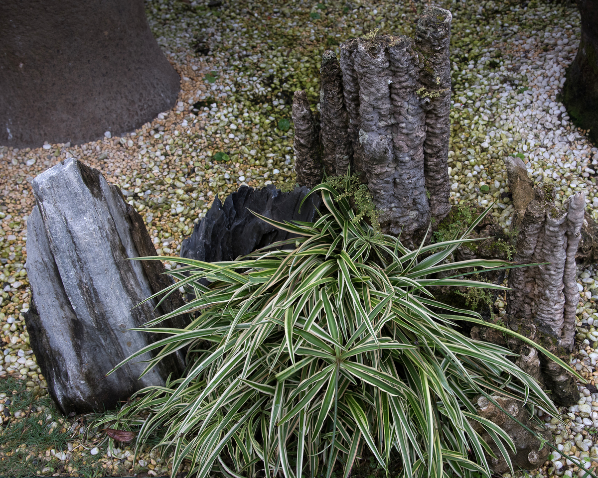DSC_7206.jpg