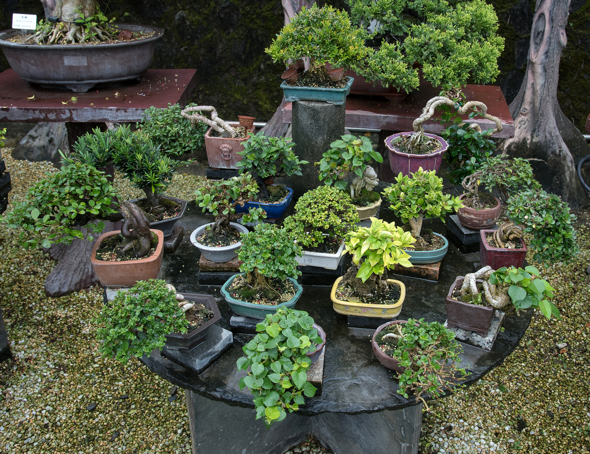 DSC_7194.jpg