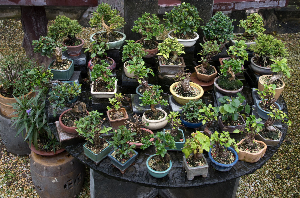 DSC_7199.jpg
