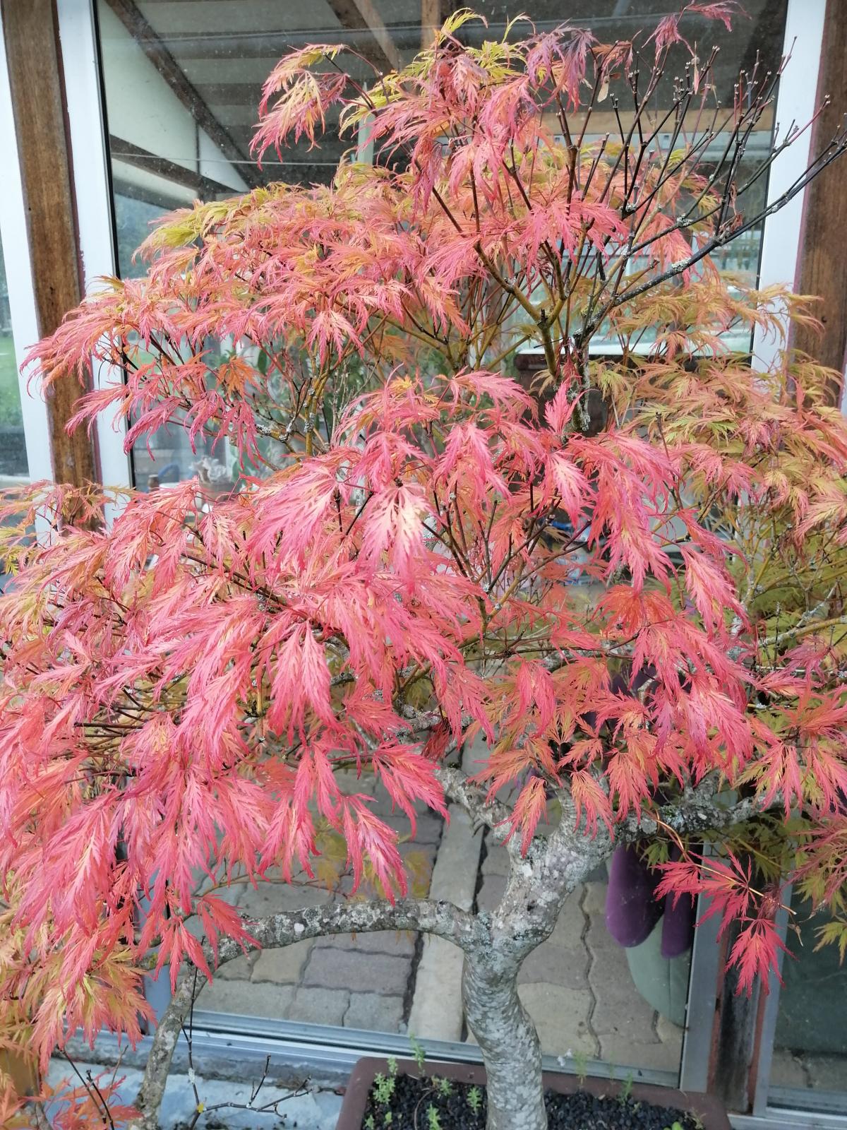 IMG_20211004_125442.jpg