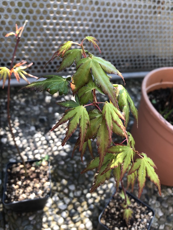 palmatum.jpg