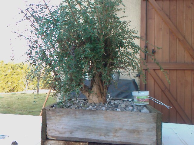 lonicera nitida_010.jpg